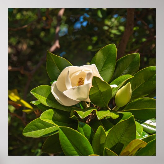 Magnolie von Korfu Poster (Vorne)