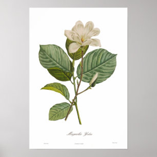 Magnolie yulan poster