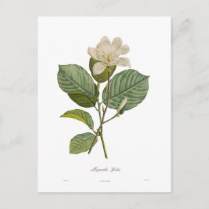 Magnolie yulan postkarte