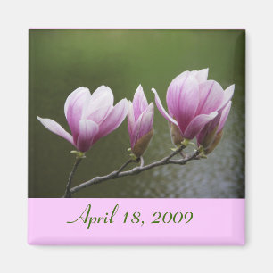 Magnolien, am 18. April 2009 Magnet