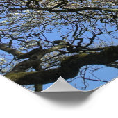 Magnolien Bäume, Zweige und Blossom 04 Poster (Ecke)