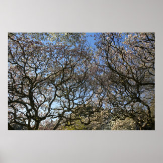 Magnolien Bäume, Zweige und Blossom 05 Poster