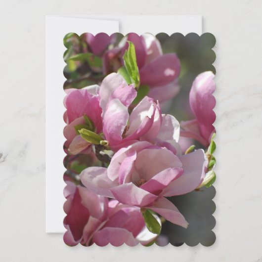 Magnolien blühen einladung (Vorderseite)