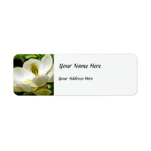 Magnolien-Blumen-nahes hohes