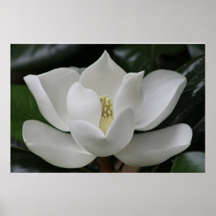 Magnolien-Blüte auf dem Blacksburg Campus Poster