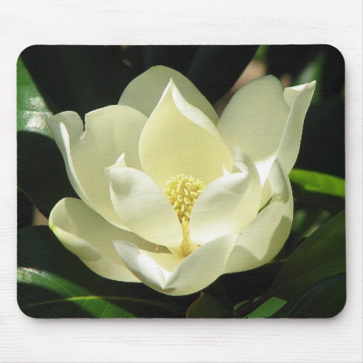 Magnolien-Blüte Mousepad (Vorne)