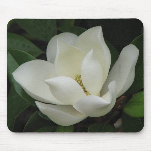 Magnolien-Blüte Mousepad (Vorne)