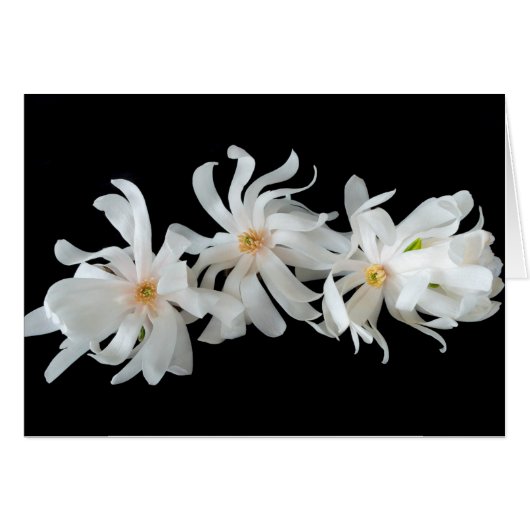 Magnolien-Blütentrio auf Schwarz (Vorderseite (Horizontal))