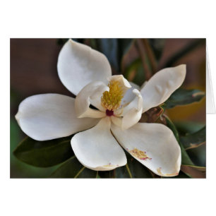 Magnolien-Engels-Karte