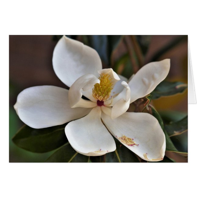 Magnolien-Engels-Karte (Vorderseite (Horizontal))