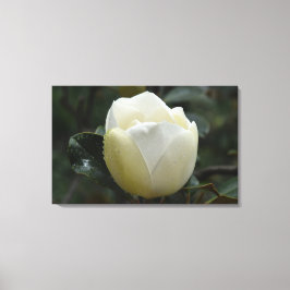 Magnolien-GrandifloraLeinwand-Druck Leinwanddruck