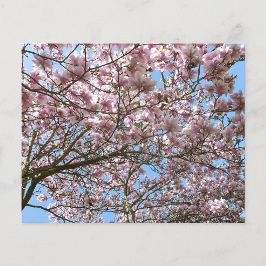 Magnolien im April (Vorderseite)