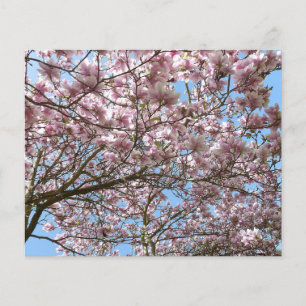 Magnolien im April