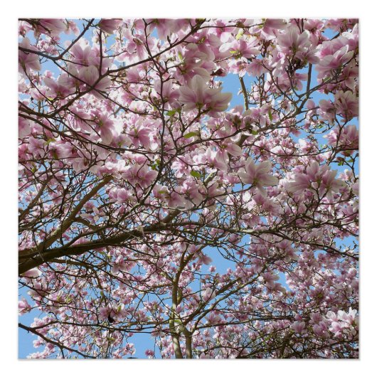 Magnolien im April Poster (Vorderseite)