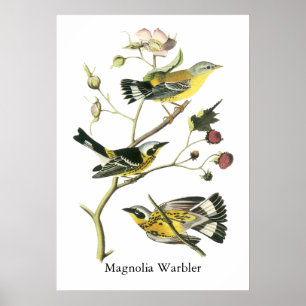 Magnolien-Trällerer, John Audubon Poster