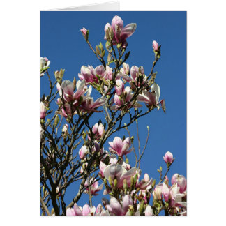 Magnolien und Himmel
