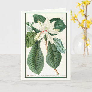 Magnolien, Vintage Blumenbilder, Karte
