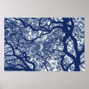 Magnolienbaum - Cyanotypeneffekt Poster