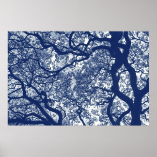 Magnolienbaum - Cyanotypeneffekt Poster