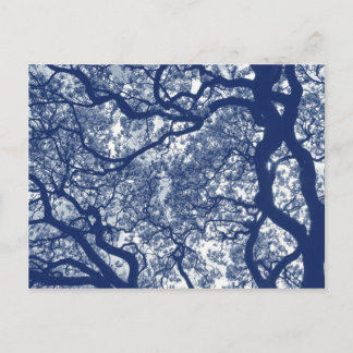 Magnolienbaum - Cyanotypeneffekt Postkarte