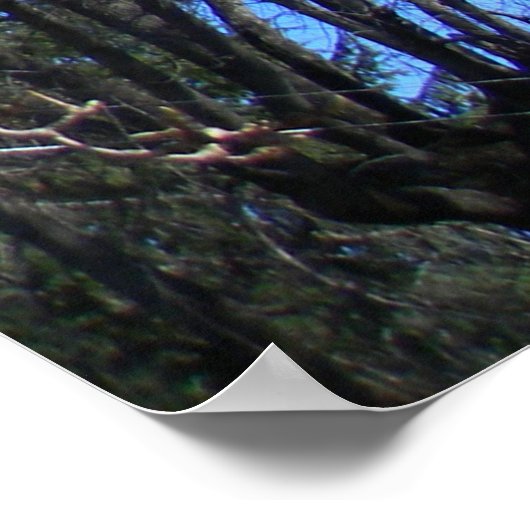 Magnolienbaum...... Poster (Ecke)