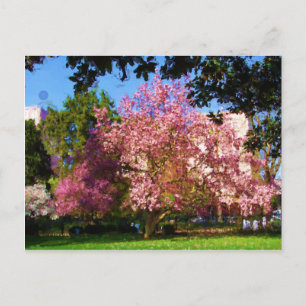 Magnolienbaum-Postkarte Postkarte