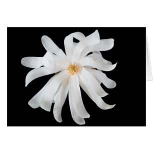 Magnolienblüte auf Schwarz