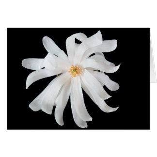 Magnolienblüte auf Schwarz