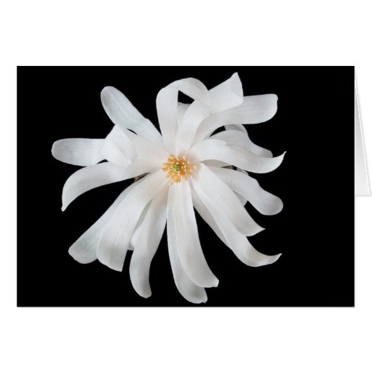 Magnolienblüte auf Schwarz (Vorderseite (Horizontal))