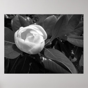 Magnolienblüte in Schwarz und Weiß Poster