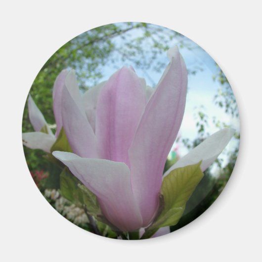 Magnolienblüte Magnet (Vorne)