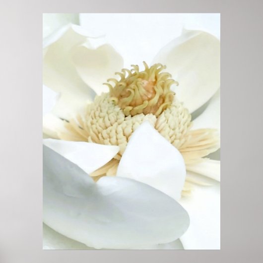 Magnolienblüte Poster (Vorne)