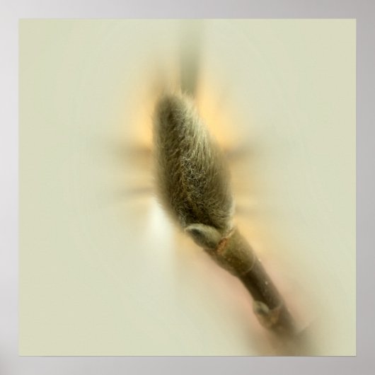 Magnolienknospe Poster (Vorne)