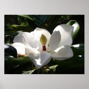 Magnolienphotographie-Fotoplakat-Kunstdruck Poster