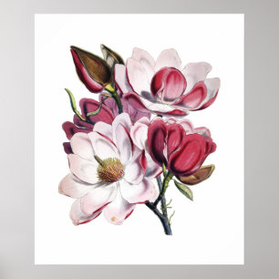 Magnolienplakat Poster