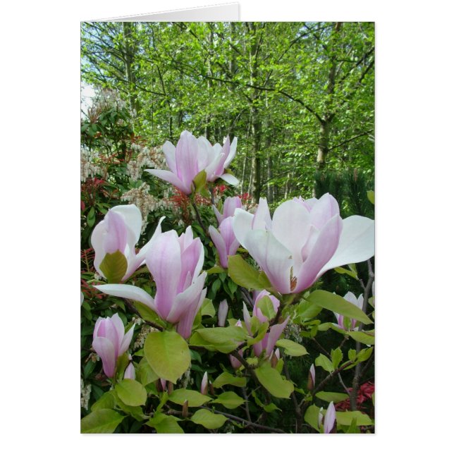 magnolische Blume (Vorne)