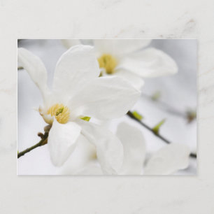 magnolische Blume Postkarte