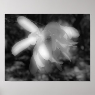 Magnolische Blume Schwarz-Weiß-Kontrast Poster