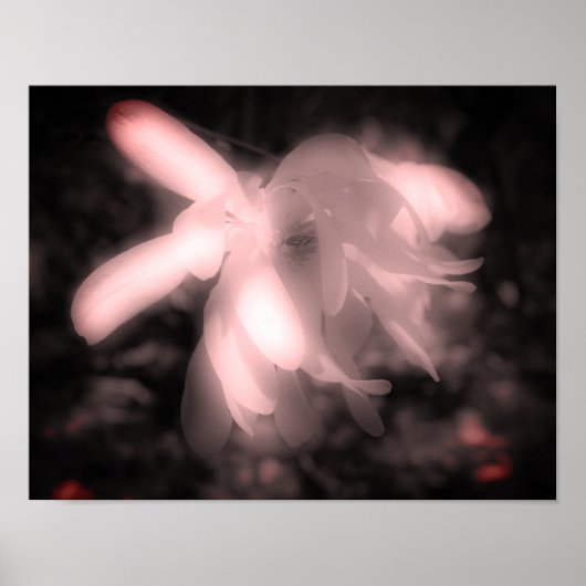 Magnolische Blume Schwarz-Weiß-Kontrast Poster (Vorne)