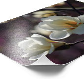 Magnolische Blume/weiße Blume Fotodruck (Ecke)