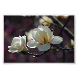 Magnolische Blume/weiße Blume Fotodruck