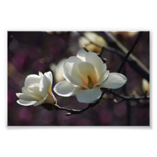 Magnolische Blume/weiße Blume Fotodruck