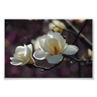 Magnolische Blume/weiße Blume Fotodruck