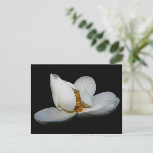 Magnolische Bühne im Süden Postkarte (Stehend Vorderseite)