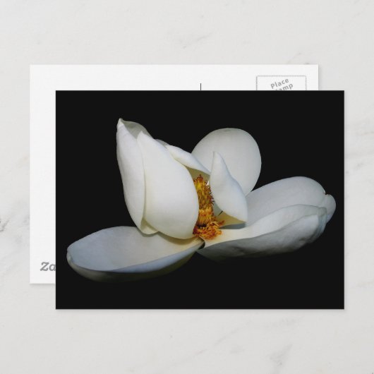 Magnolische Bühne im Süden Postkarte (Vorne/Hinten)