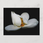 Magnolische Bühne im Süden Postkarte (Vorderseite)