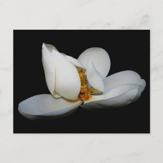 Magnolische Bühne im Süden Postkarte (Vorderseite)