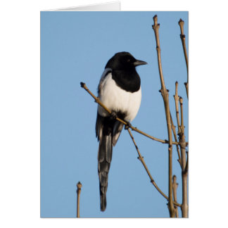 Magpie