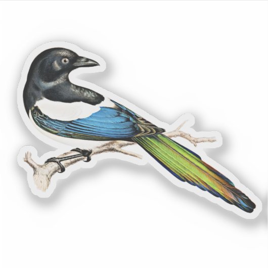 Magpie Bird Aufkleber (Vorderseite)