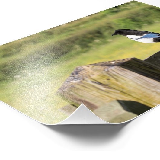 Magpie Fotodruck (Ecke)